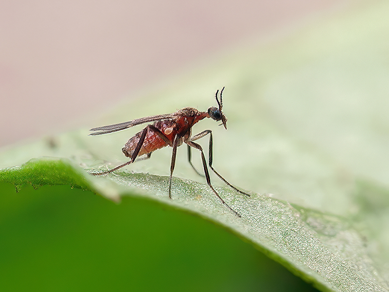 Ozirhincus millefolii