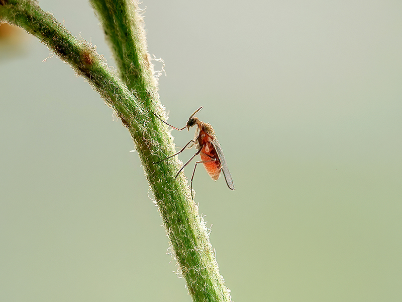Ozirhincus millefolii