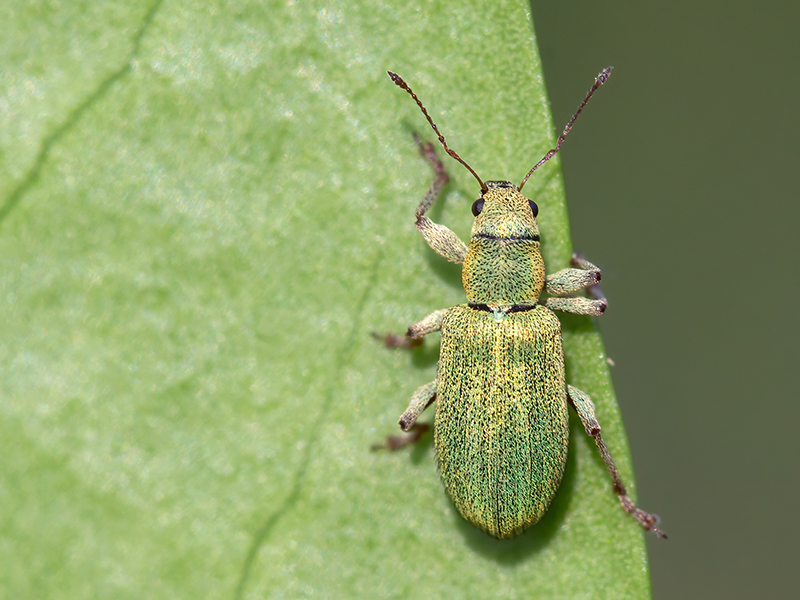 Pachyrhinus lethierryi