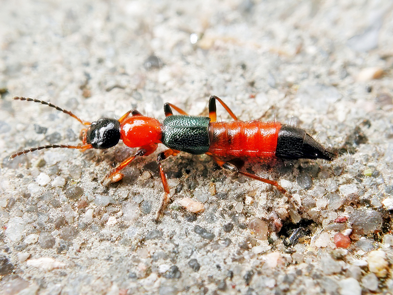 Paederus cf. littoralis