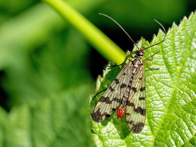 Panorpa vulgaris (Männchen)