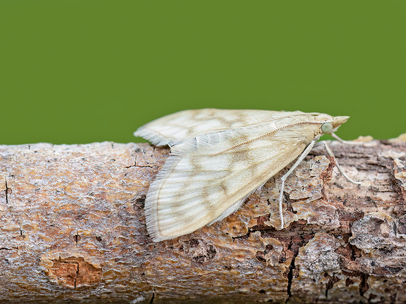 Paracorsia repandalis