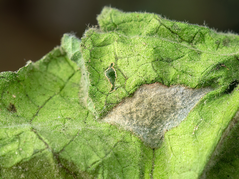 Paracorsia repandalis (Gespinst)
