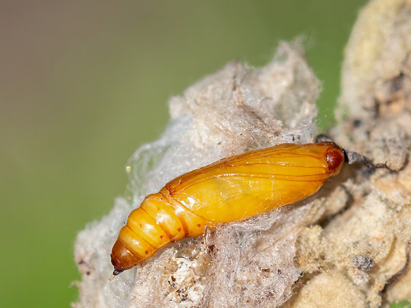 Paracorsia repandalis (Puppe)