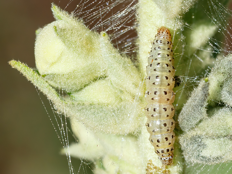 Paracorsia repandalis (Raupe)