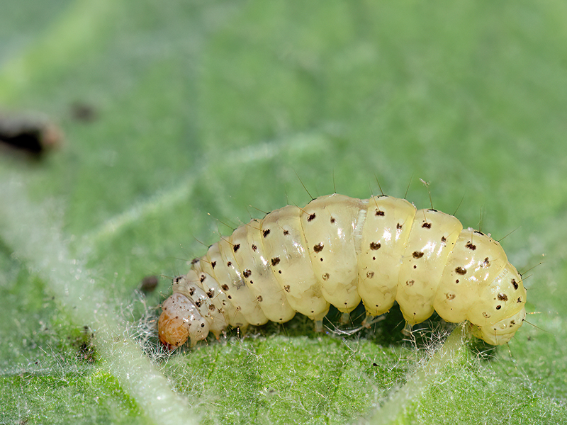 Paracorsia repandalis (Raupe)