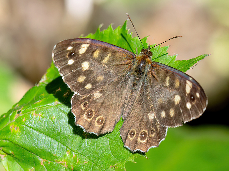 Pararge aegeria tircis