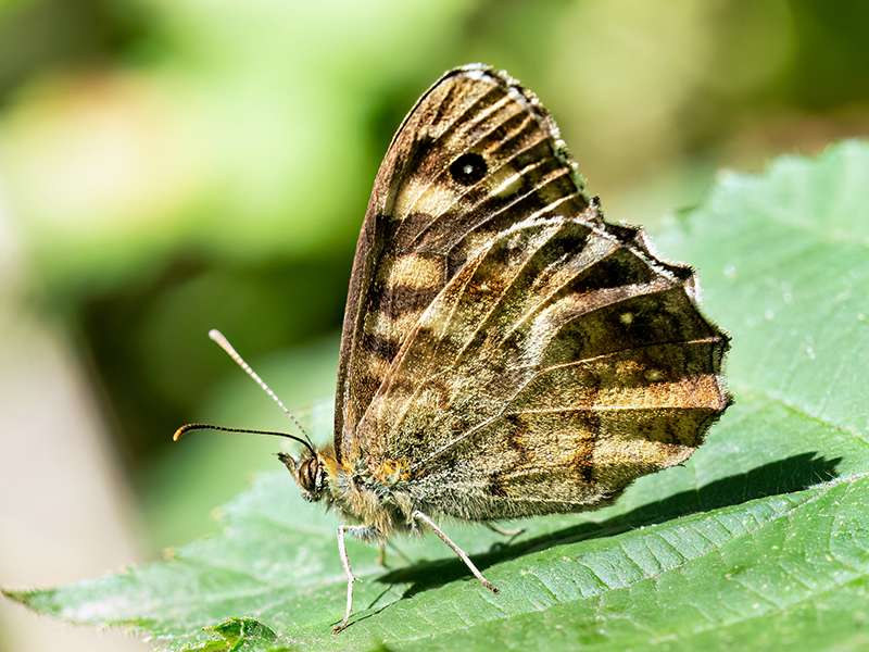 Pararge aegeria tircis