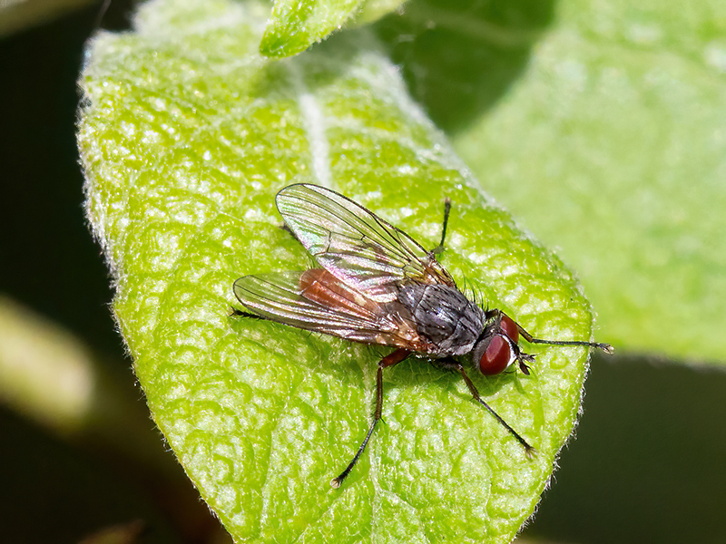 Pegomya solennis (Männchen)