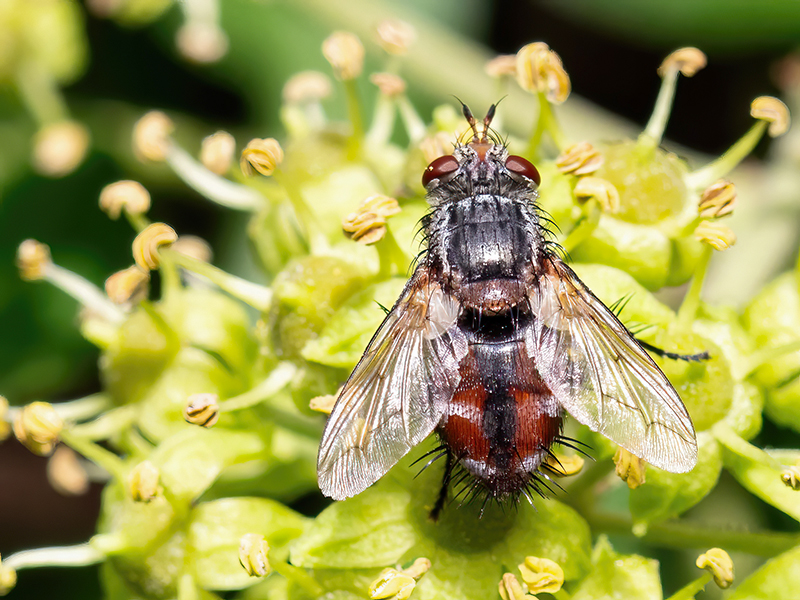 Peleteria iavana (Weibchen)