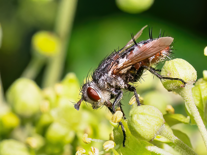Peleteria iavana (Weibchen)