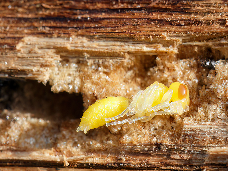 Pemphredon lethifer (Puppe)