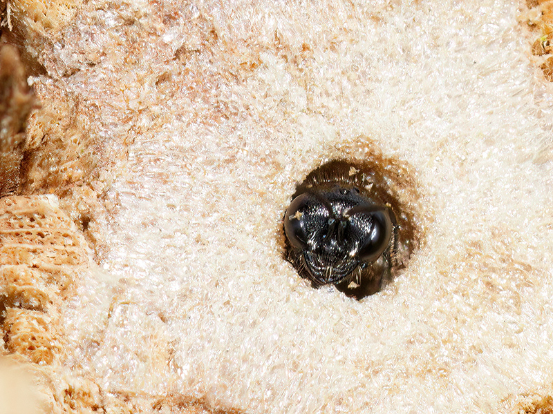 Pemphredon lethifer
