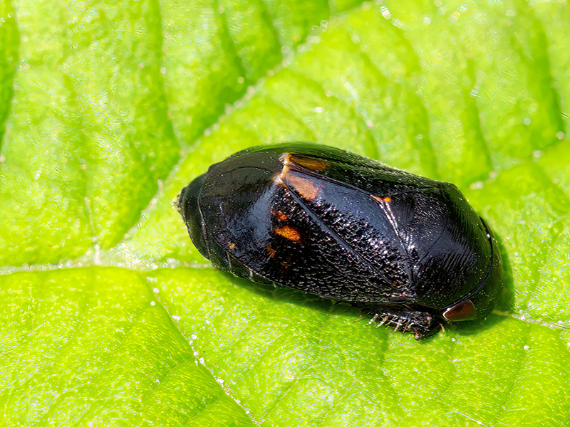 Penthimia nigra