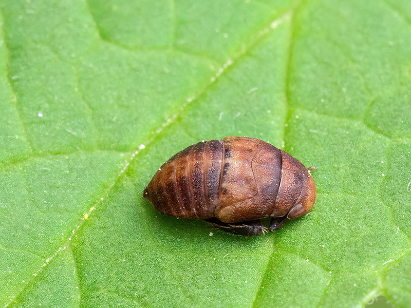Penthimia nigra (Nymphe)