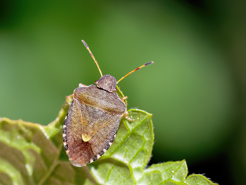 Peribalus strictus