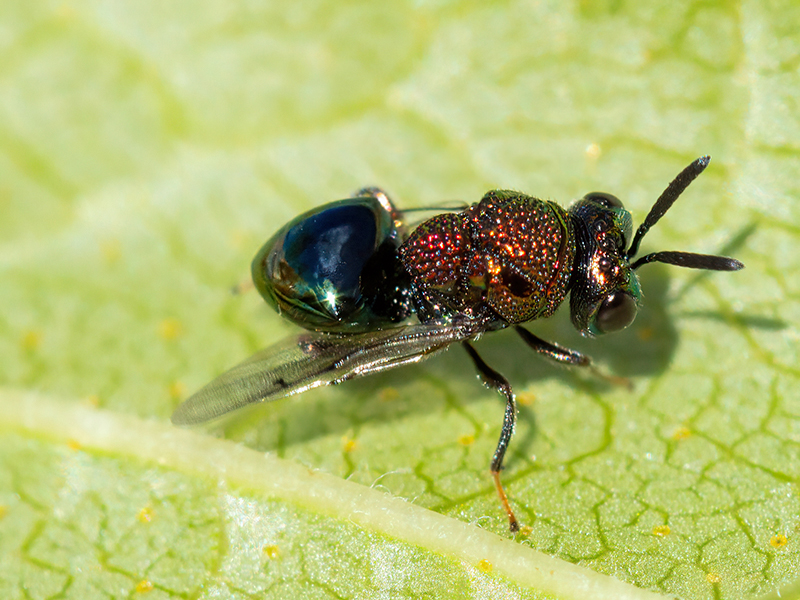 Perilampus aeneus
