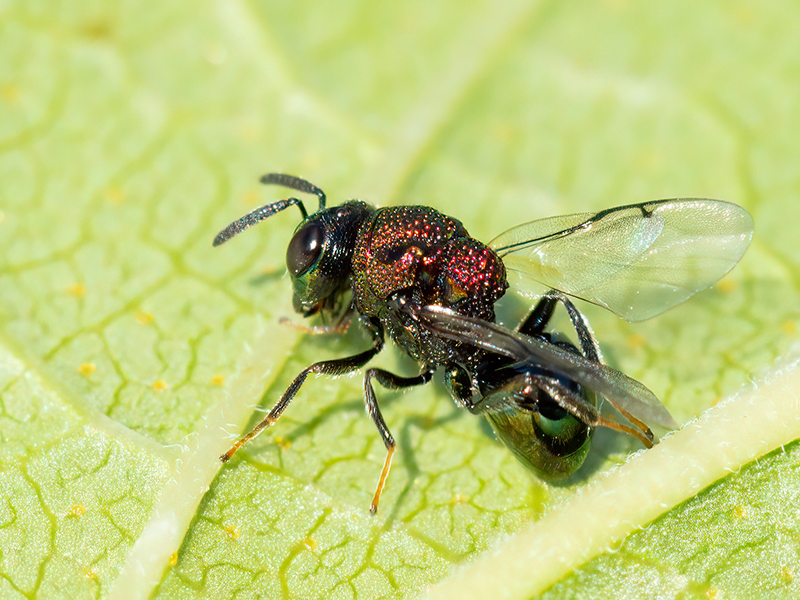 Perilampus aeneus