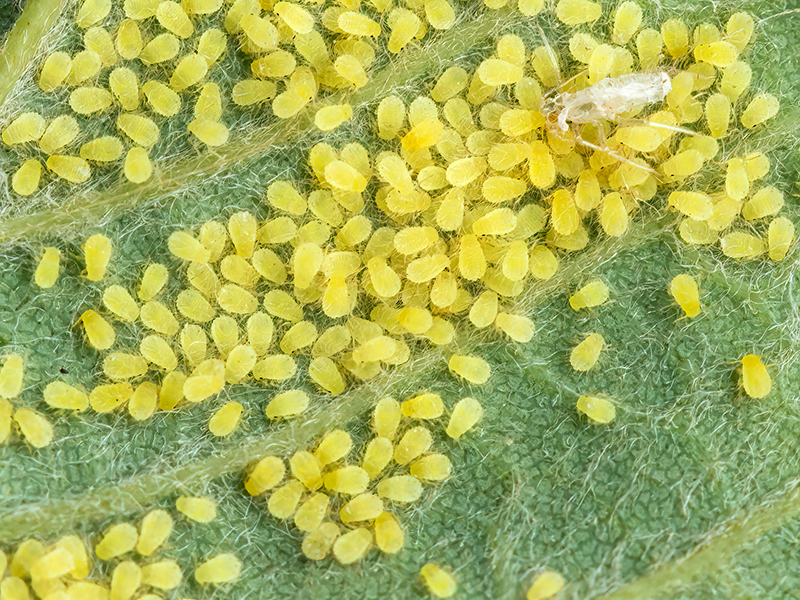 Periphyllus acericola (Dimorphe)