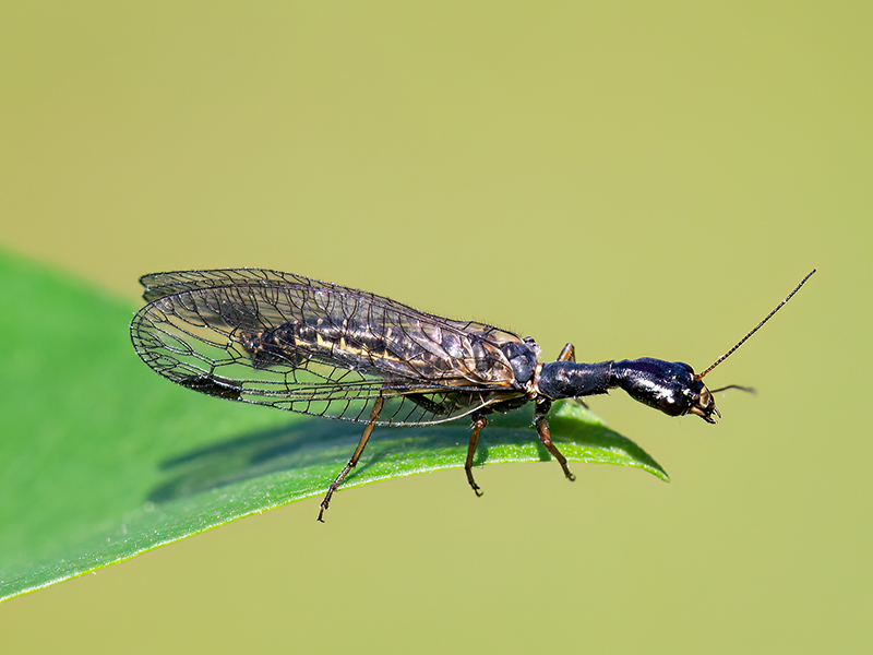 Phaeostigma notata (Männchen)