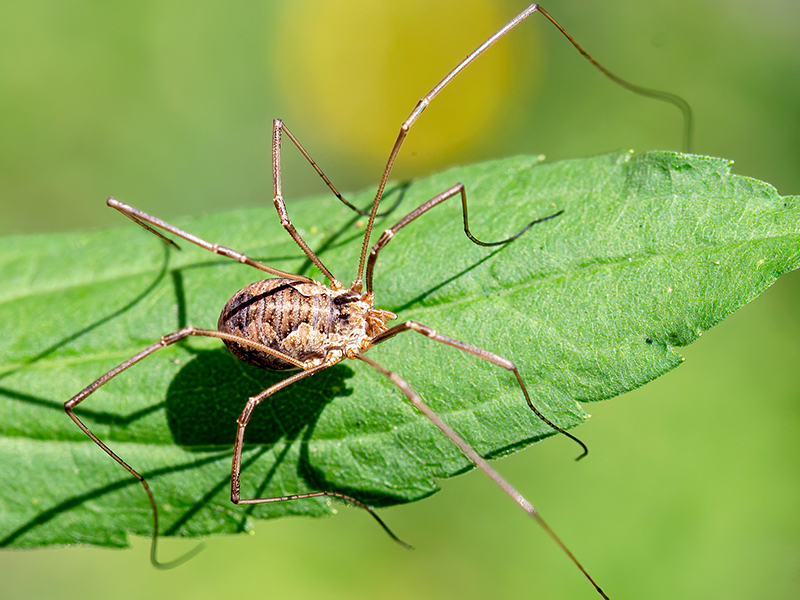 Phalangium opilio (Weibchen)