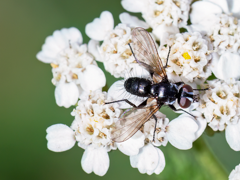 Phania funesta (Männchen)