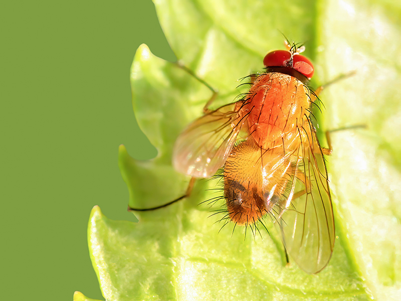 Phaonia pallida (Männchen)