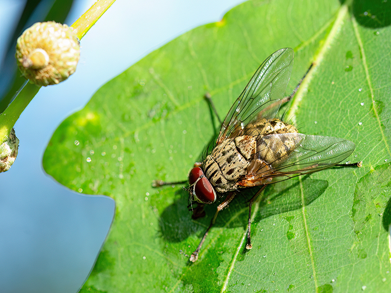 Phaonia valida (Männchen)