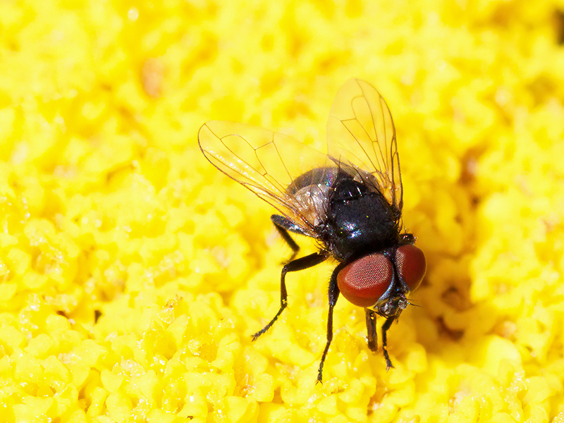 Phasia cf. pusilla