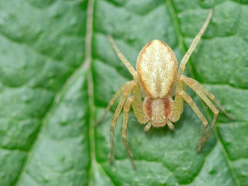 Philodromus rufus oder Philodromus albidus