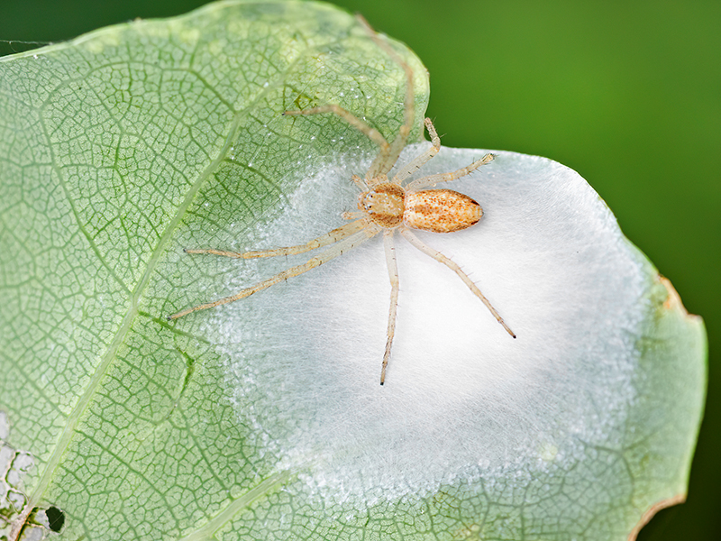 Philodromus cf. albidus (mit Kokon)