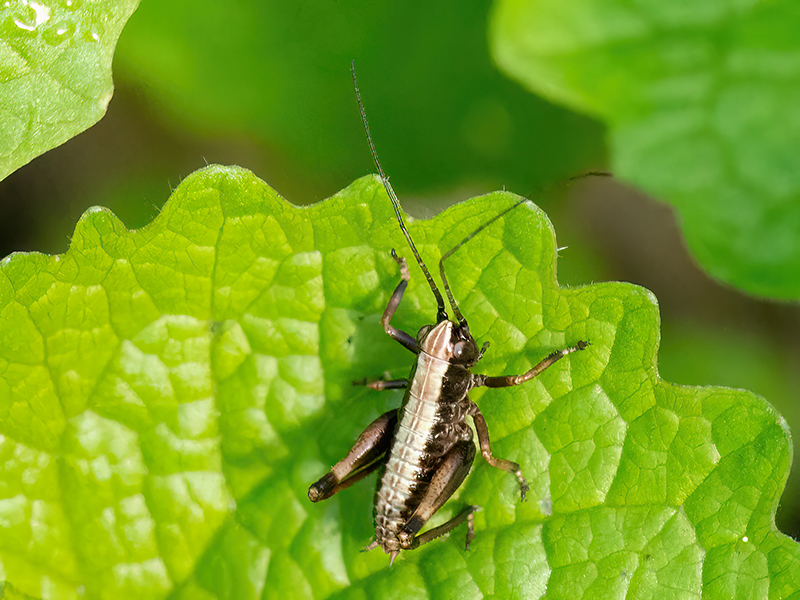 Pholidoptera griseoaptera (Nymphe)