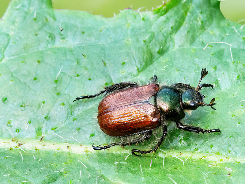 Phyllopherta horticola