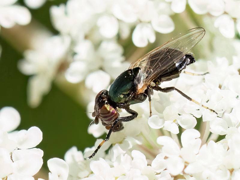Physiphora alceae