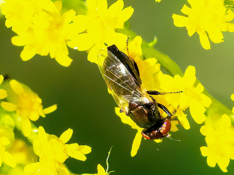 Physiphora alceae