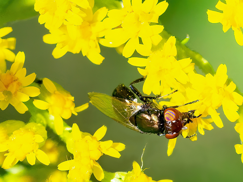 Physiphora alceae