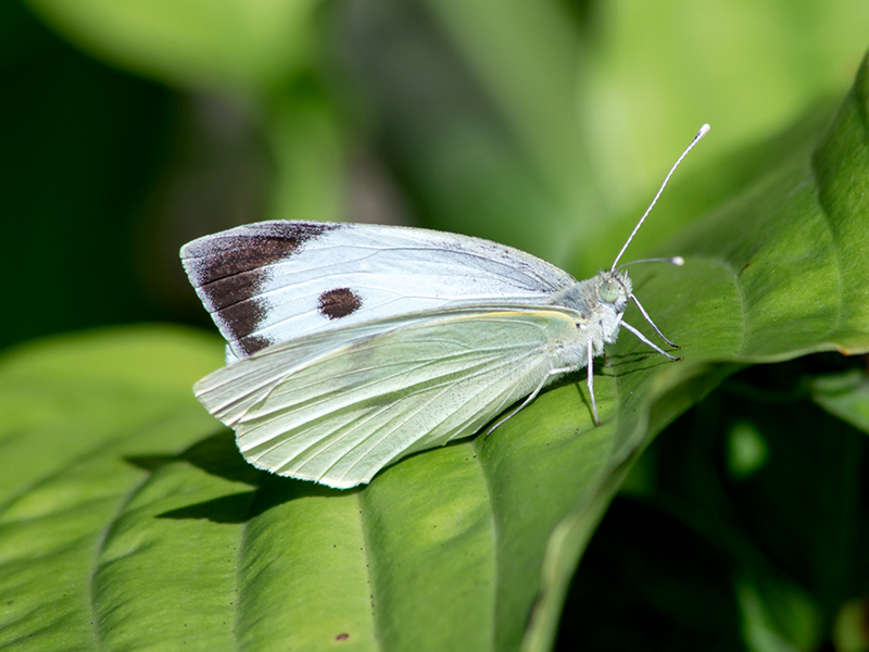 Pieris brassicae