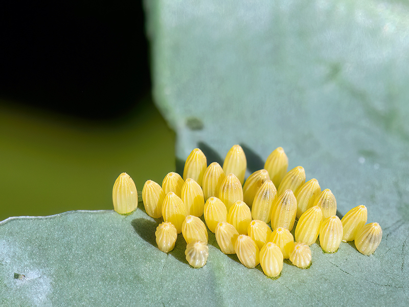 Pieris brassicae (Eier)