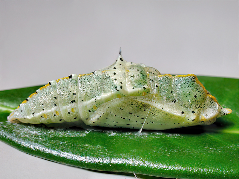 Pieris brassicae (Puppe)