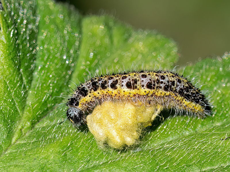 Pieris brassicae (parasitierte Raupe - Kokons)