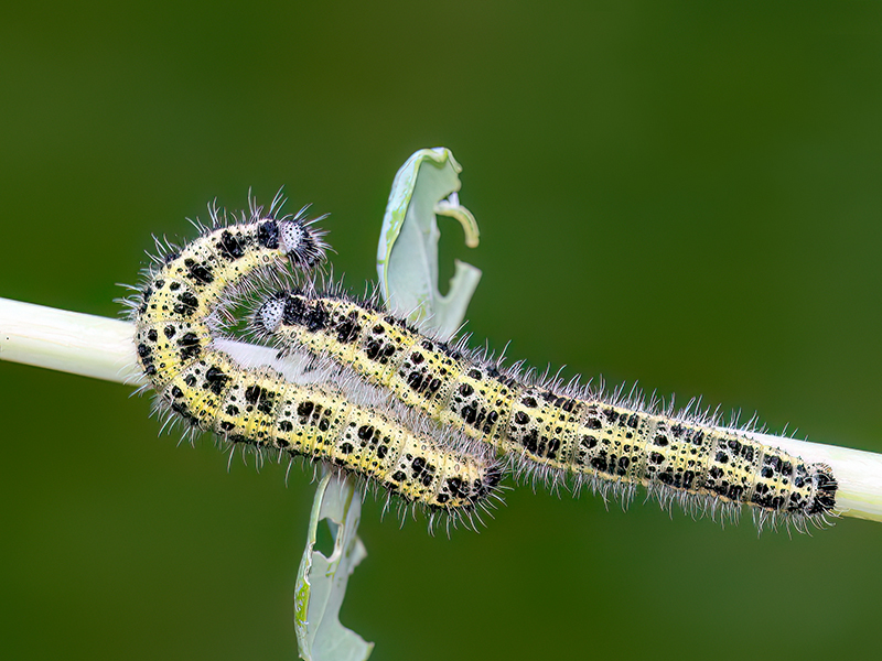 Pieris brassicae (Raupen)