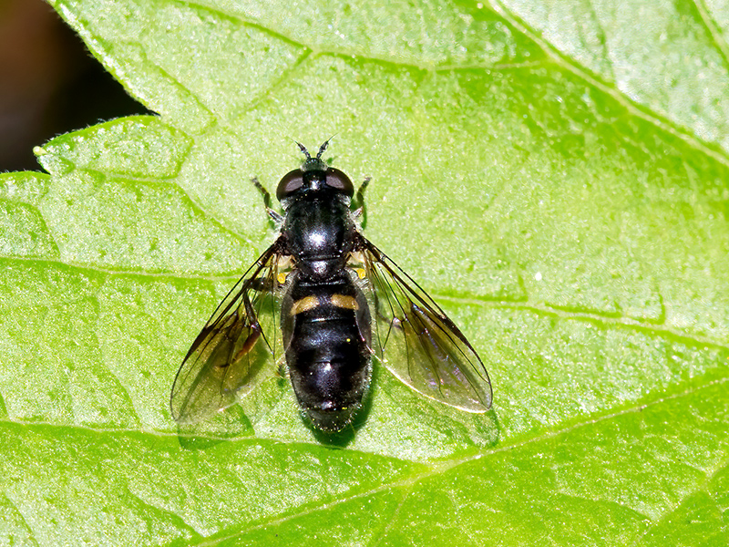 Pipiza noctiluca (Weibchen)