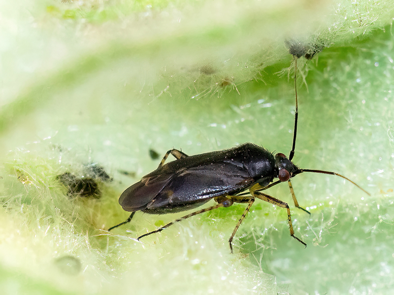 Plagiognathus arbustorum