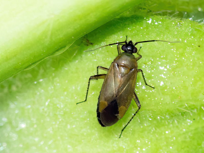 Plagiognathus arbustorum