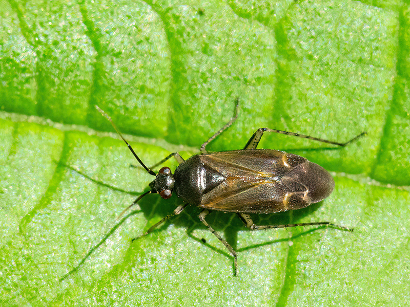 Plagiognathus arbustorum