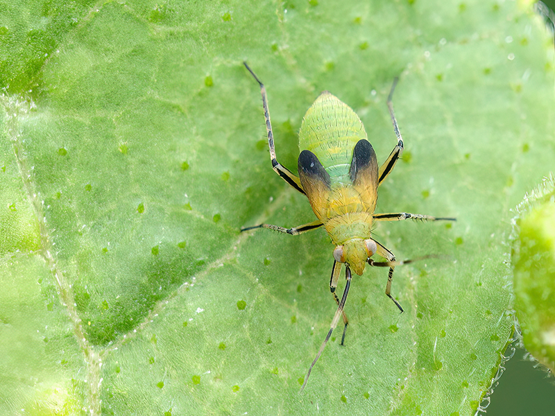 Plagiognathus arbustorum (Nymphe)