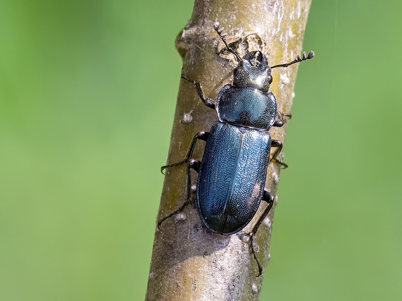 Platycerus caraboides (Männchen)