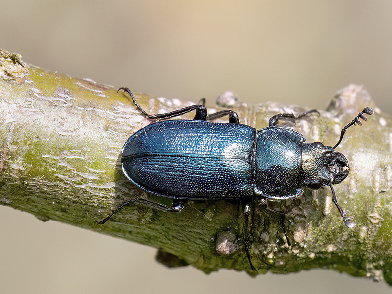 Platycerus caraboides (Männchen)