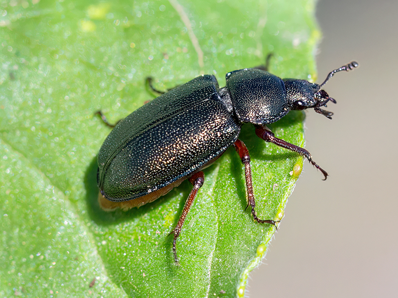 Platycerus caraboides (Weibchen)