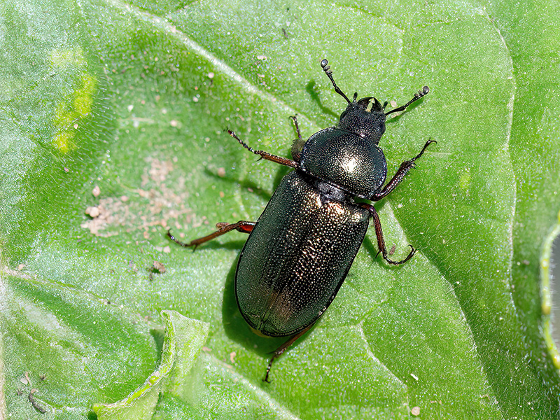 Platycerus caraboides (Weibchen)